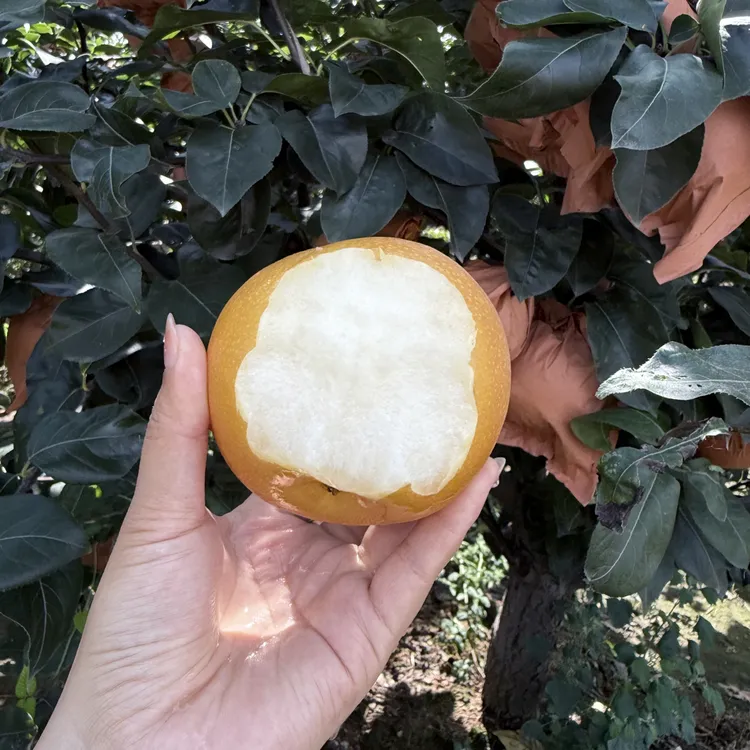 冰糖梨 正宗山东秋月梨当季新鲜水果脆甜多汁薄皮梨子包邮