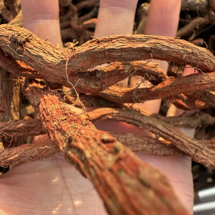 沂蒙山特产丹参干大条 十颗丹参出一根大条的精选丹参500克/包