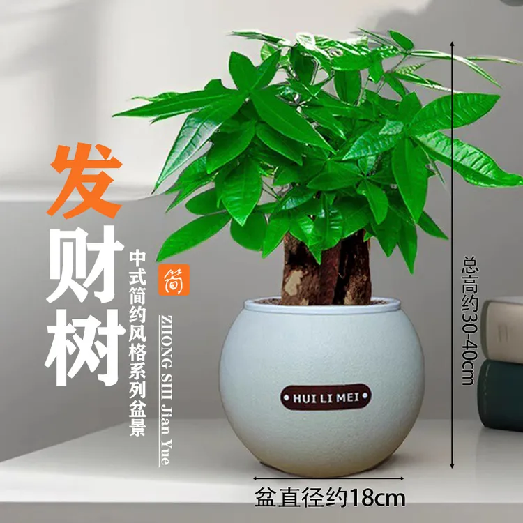 大盆三杆发财树盆栽（约30-40cm）绿植室内好养四季常青常绿摆件z2