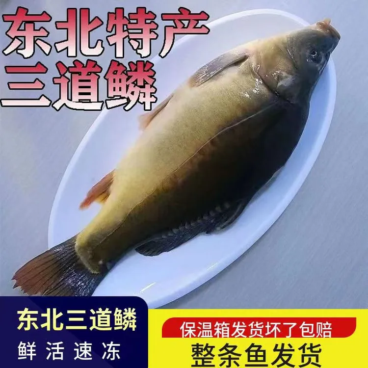 （饭店专供）三道鳞鱼东北特产二龙湖三道鳞鱼现冻现发顺丰包邮
