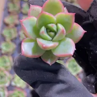 精品37斗牛士一米一颗