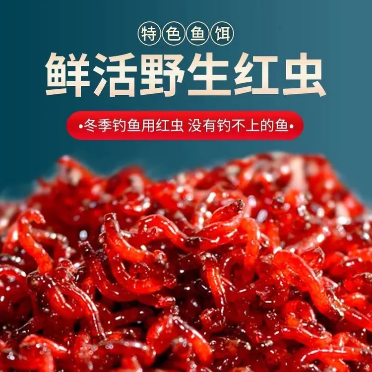 鲜活红虫活饵拉饵特大号公虫活体活饵喂鱼鲫鱼饵野钓黑坑饵料钓鱼