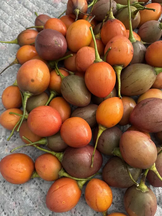 云南特产新鲜鸡蛋果树番茄洋酸茄时令果蔬包邮