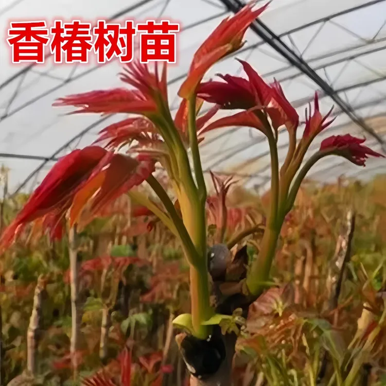 红油香椿树苖正宗矮化食用香春树苗南北方种植树苗地栽盆栽当年摘