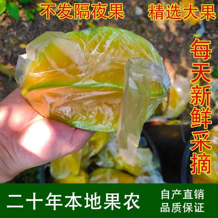 【自家果园现摘】广东新鲜杨桃清甜超特大应季时令水果精选好物直发