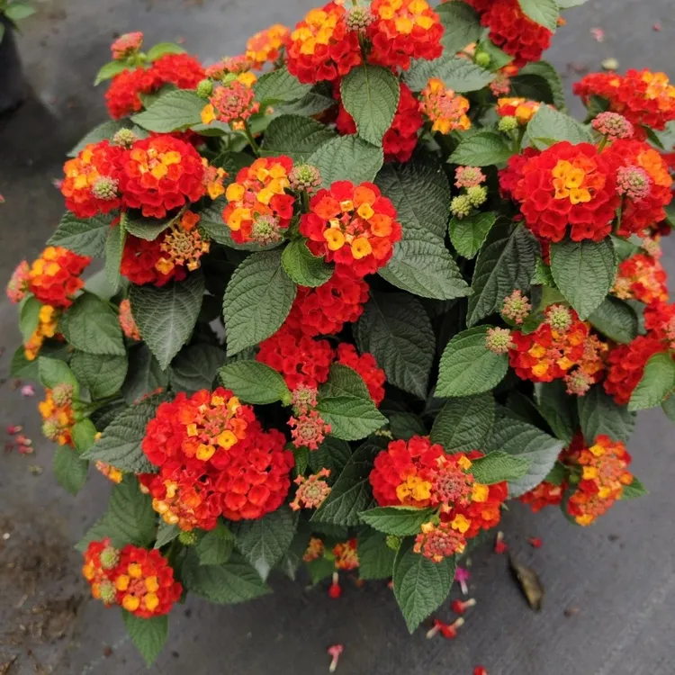 五色梅五彩花变色梅五颜六色四季开花混色庭院植物耐热耐旱多年生