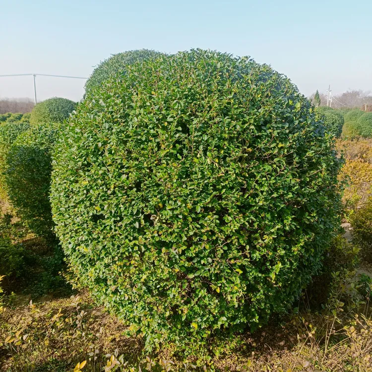 小叶黄杨球瓜子黄杨四季常青别墅地栽庭院花坛耐寒绿化植物篱笆墙