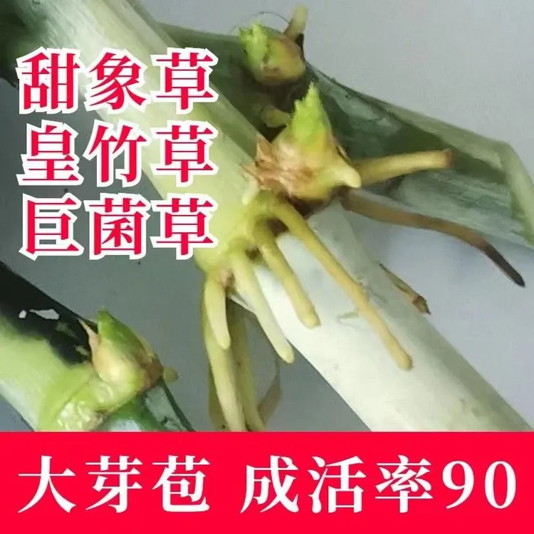 正宗无毛甜象草3号巴西红象草大叶四季中华粮草皇竹草耐寒巨菌草