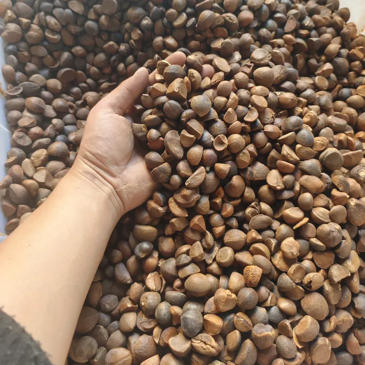 江西本土农家自榨纯正老树冷榨热榨山茶油1.6L