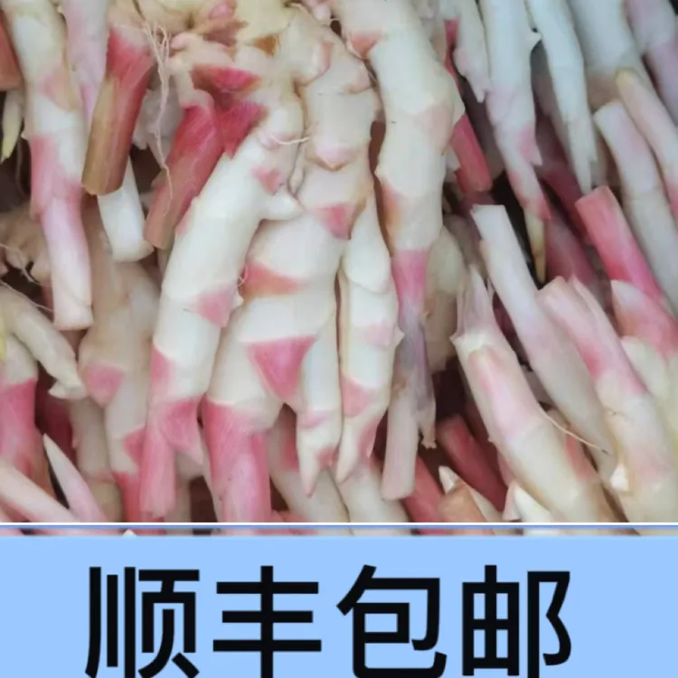 永福地标白口生姜新鲜嫩姜农家自种仔姜红芽姜腌制泡菜