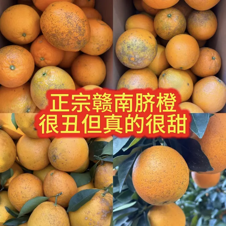 赣南脐橙花皮果丑桔丑柑正宗赣南新鲜多汁脐橙现摘现发产地直发