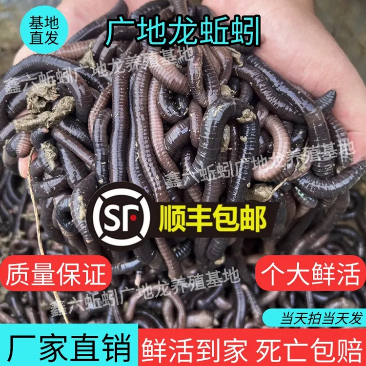 广西广地龙鲜活大黑蚯蚓专攻黄鳝鲶鱼黑鱼青鱼夜钓蚯蚓活饵包邮
