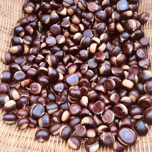 贵州新鲜高山板栗香甜粉糯可口