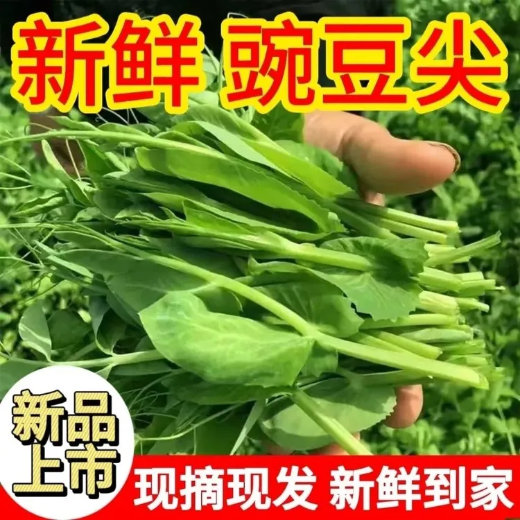 贵州高山威宁农家自种豌豆尖