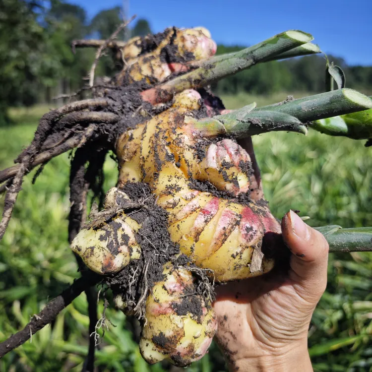 云南新鲜现挖大黄姜 新鲜嫩姜 产地直发 带土发货