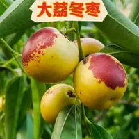 【平台大促】大荔冬枣鲜枣北方现摘新鲜脆甜多汁应季水果g补气血陕西省