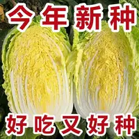 AA早熟黄心大白菜种子春秋播种抗病易储蔬菜种子