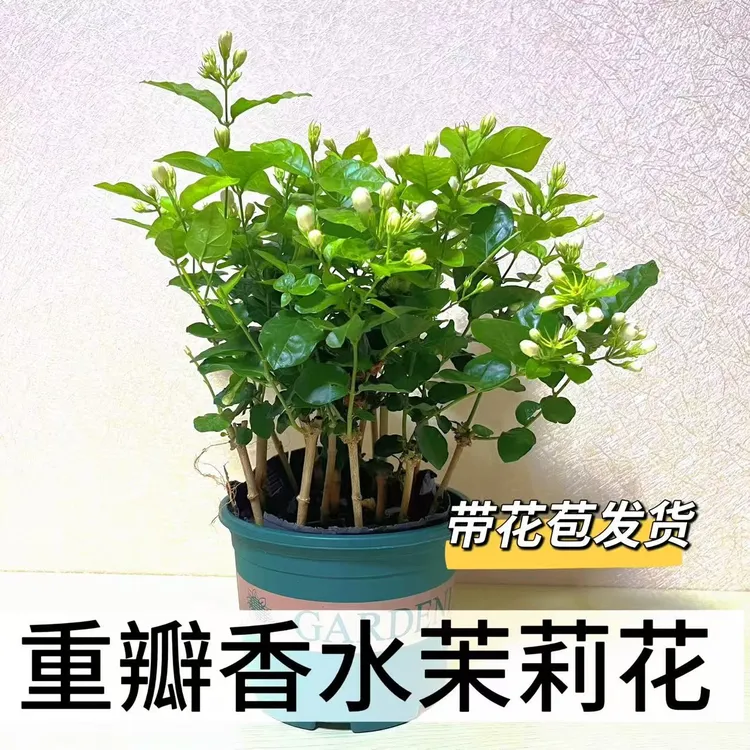 重瓣香水茉莉花盆栽带花苞办公室内桌面易养懒人鲜花绿植基地直发