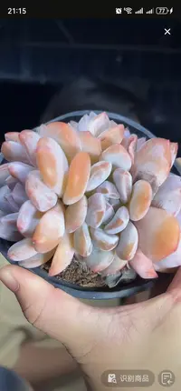 【石榴籽星影】  多肉植物  新手好养  基地直发 适合阳台庭院种植