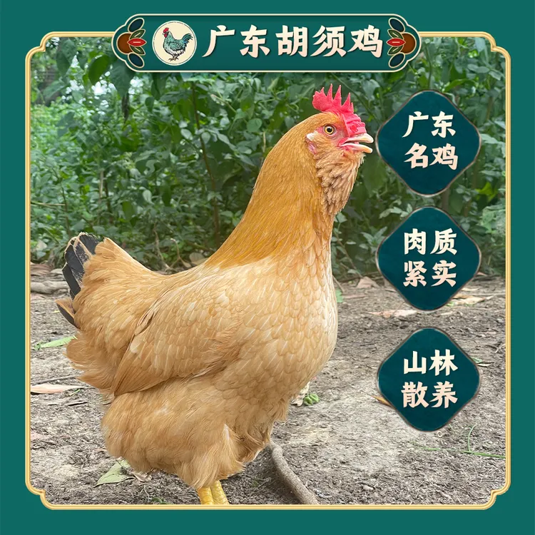 【农家散养胡须鸡】养足180天 肉质鲜嫩紧实 现宰现发 顺丰冷链包邮