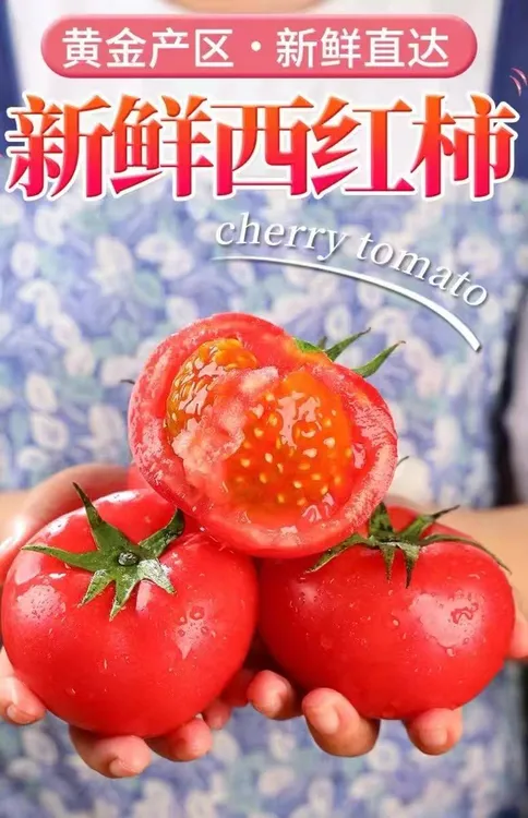 现摘攀枝花高山露天种植沙瓤西红柿老品种老味道普罗旺斯新鲜番茄