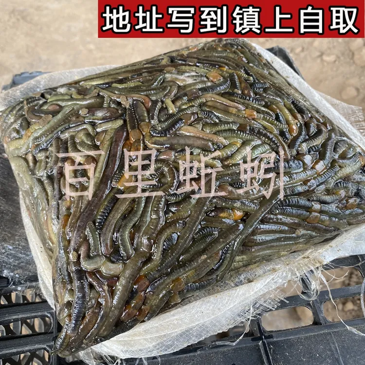 湖北速冻野生青蚯蚓钓鱼钓黄鳝黑蚯蚓特大冰蚯蚓养殖黄鳝开口饵料
