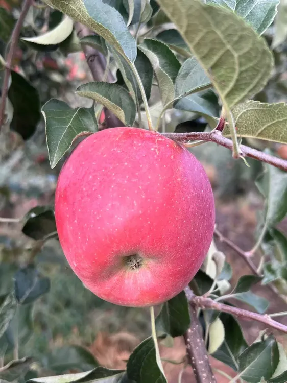 云南昭通丑苹果冰糖心现摘脆甜可口