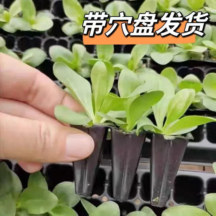 【基地特惠】带穴盘重瓣洋桔梗花苗四季开花洋桔梗花苗