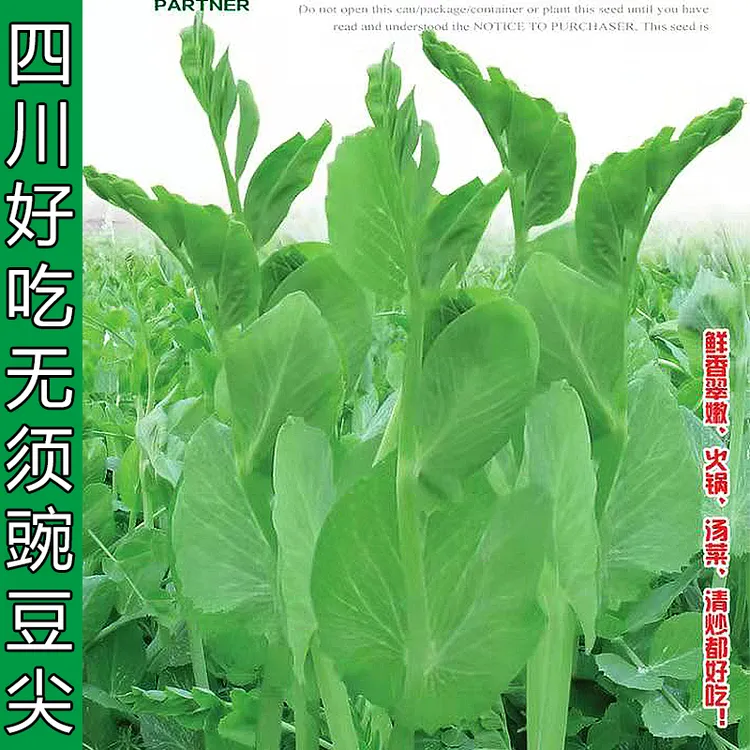 豌豆尖种子正宗四川无须豌豆尖种子早熟高产脆嫩好吃秋季耐寒过冬