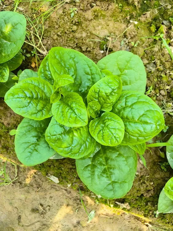 大圆叶木耳菜种子露天阳台盆栽菜种蔬菜种籽春秋种植老品种农家种