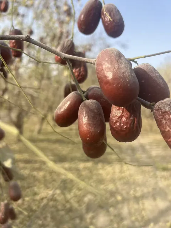 新疆新下树和田大枣2斤5斤产地直发包邮