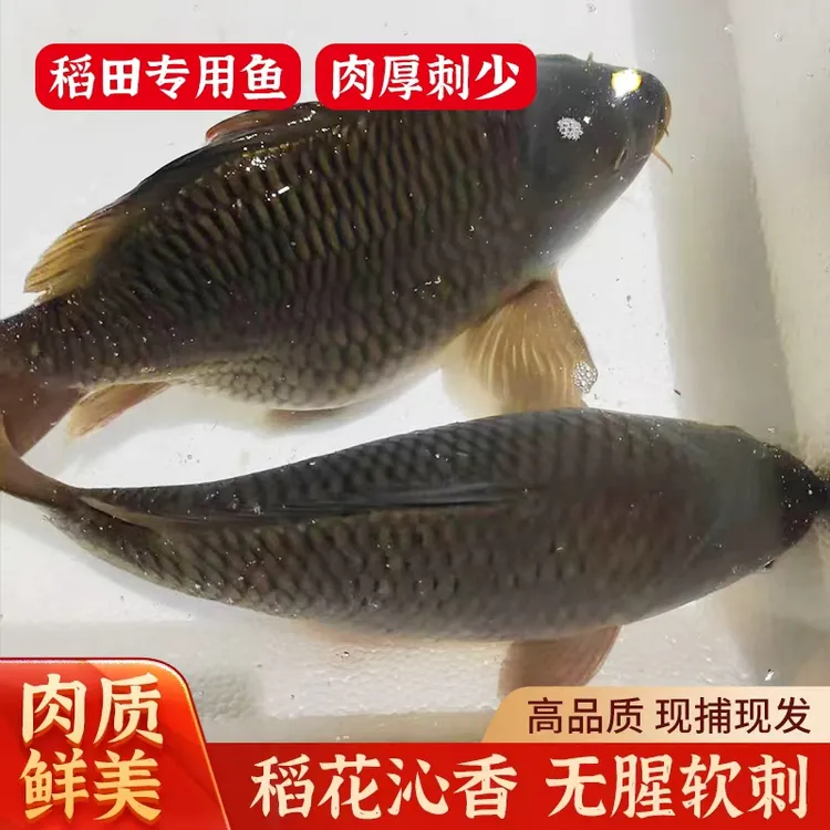 【乾稻鱼专卖】三斤活鱼 原生态稻田鱼专用乾稻鱼肉厚刺少鲜甜软糯