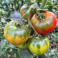 《小童优选》京东包邮盐碱地铁皮柿子高糖101自然熟多籽番茄水果
