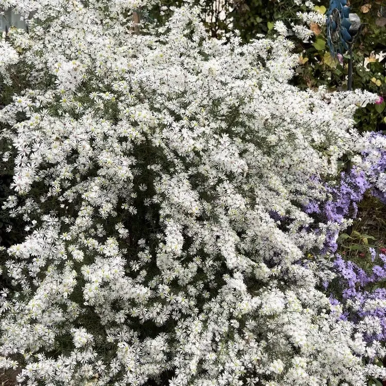鲁馨美洲柳叶白菀 多年生宿根耐寒/秋天爆花机器