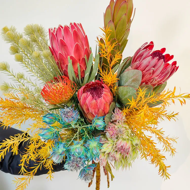 【莫奈】南非进口花 高档手捧花可做干花 花园 庭院 耐热 懒人 室外