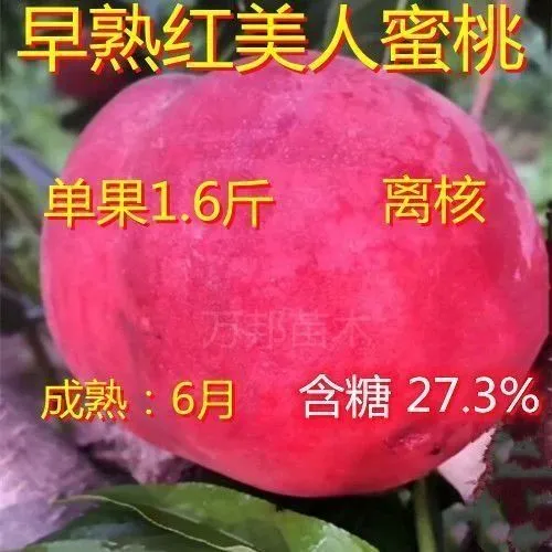 早熟红美人蜜桃嫁接血桃树苗南方北方盆栽地载种植晚熟冬桃果树苗