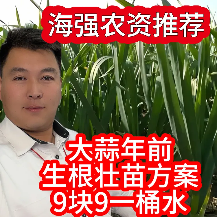 大蒜营养方案生根壮苗