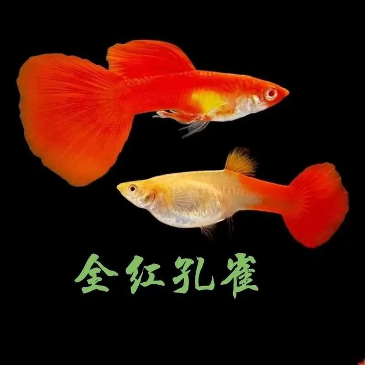 热带鱼美国全红小型鱼好养孔雀鱼纯种大尾巴胎生耐活好养
