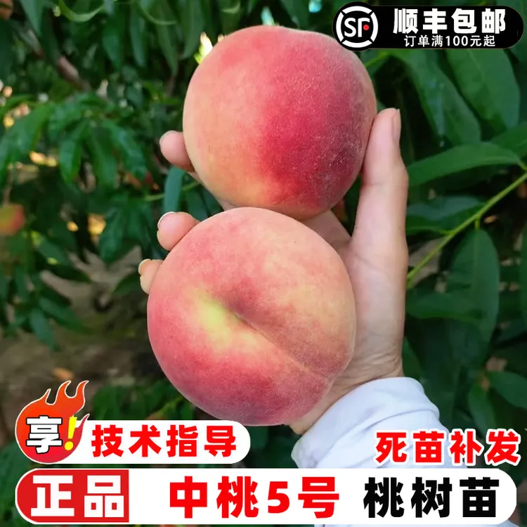 桃树果苗嫁接中桃5号桃树苗早熟脆甜五号桃苗庭院盆地栽种植果树