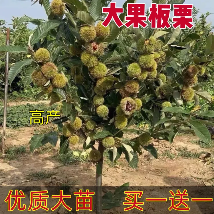 大红袍嫁接板栗树苗南方北方可种植地栽盆栽特大果板栗活苗好管理