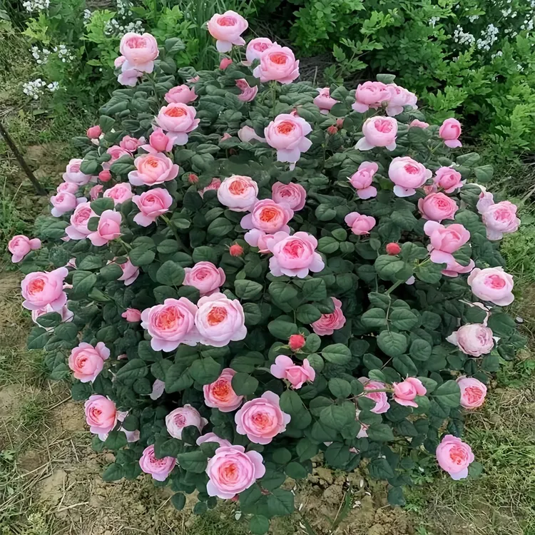 瑞典女王粉色包子灌木月季花苗盆栽庭院阳台花卉四季开花玫瑰植物