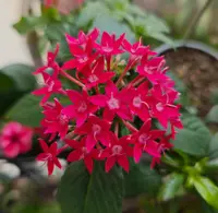 【李先生】繁星花 （玫红）室内观赏盆栽 带花带花苞发货