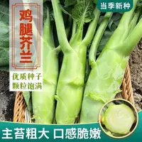 【满五包包邮】鸡腿芥蓝种子春季种耐热耐寒农家四季播蔬菜种子