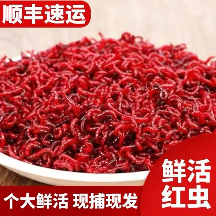 秋冬新鲜红虫公虫活体活饵喂饵料野钓拉饵鲫鱼钓鱼蚯蚓鱼饵特大号