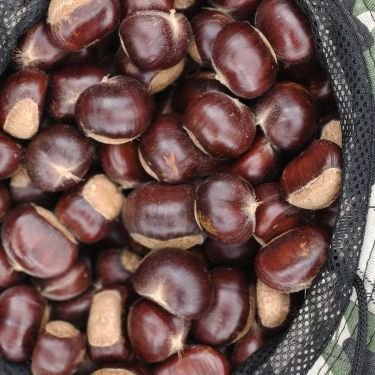 2025新鲜下树老树正宗迁西板栗农家产地直发