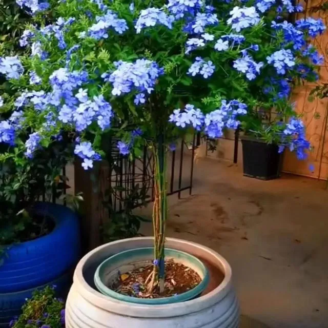 耐热耐晒蓝雪花棒棒糖苗适合庭院阳台种植花卉绿植盆栽室内高颜值