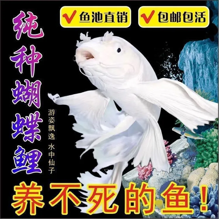 纯种蝴蝶台湾冷水贵妃鱼苗锦鲤短身长尾球体小鱼淡水观赏鱼活体