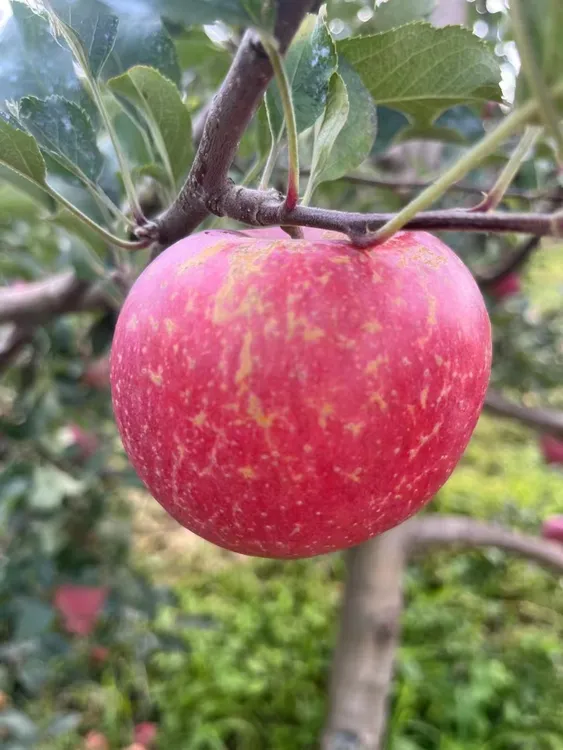云南昭通丑苹果现摘脆甜当季新鲜水果营养多汁