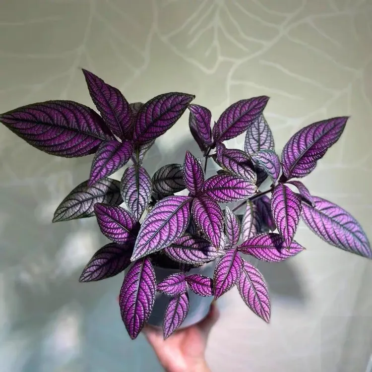 波斯红草红贝马蓝梦幻紫色凤观叶植物阳台耐阴耐晒多年生盆栽绿植