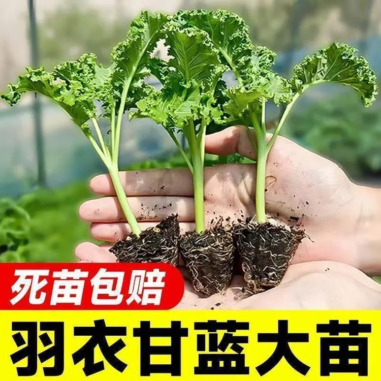 正宗绿色羽衣甘蓝苗食用秋冬季蔬菜四季盆栽菜苗冬季羽衣甘蓝大苗